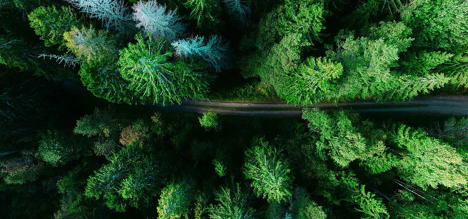 Vista aérea del dosel de un bosque de coníferas